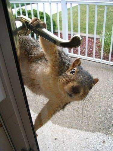 You'll never know when Special Squirrel has his eyes on you! 